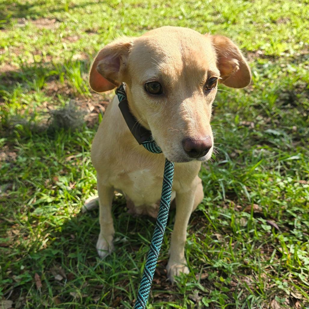 Enlarge Dorsey, a Adoptable Mixed Breed in Williston, FL image 6/6