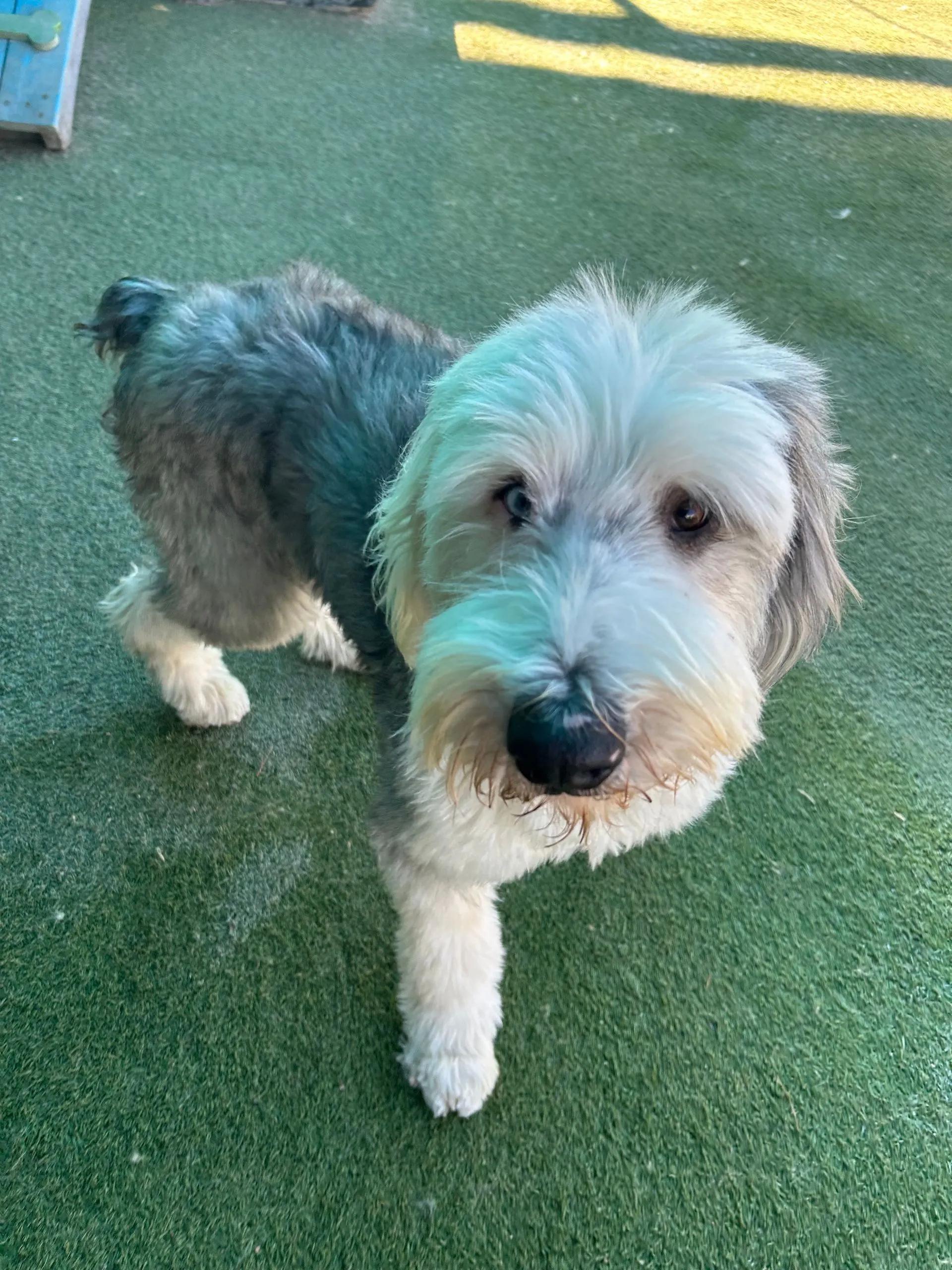 Enlarge Toffee, a ADOPTABLE Old English Sheepdog in Yukon, OK image 2/2