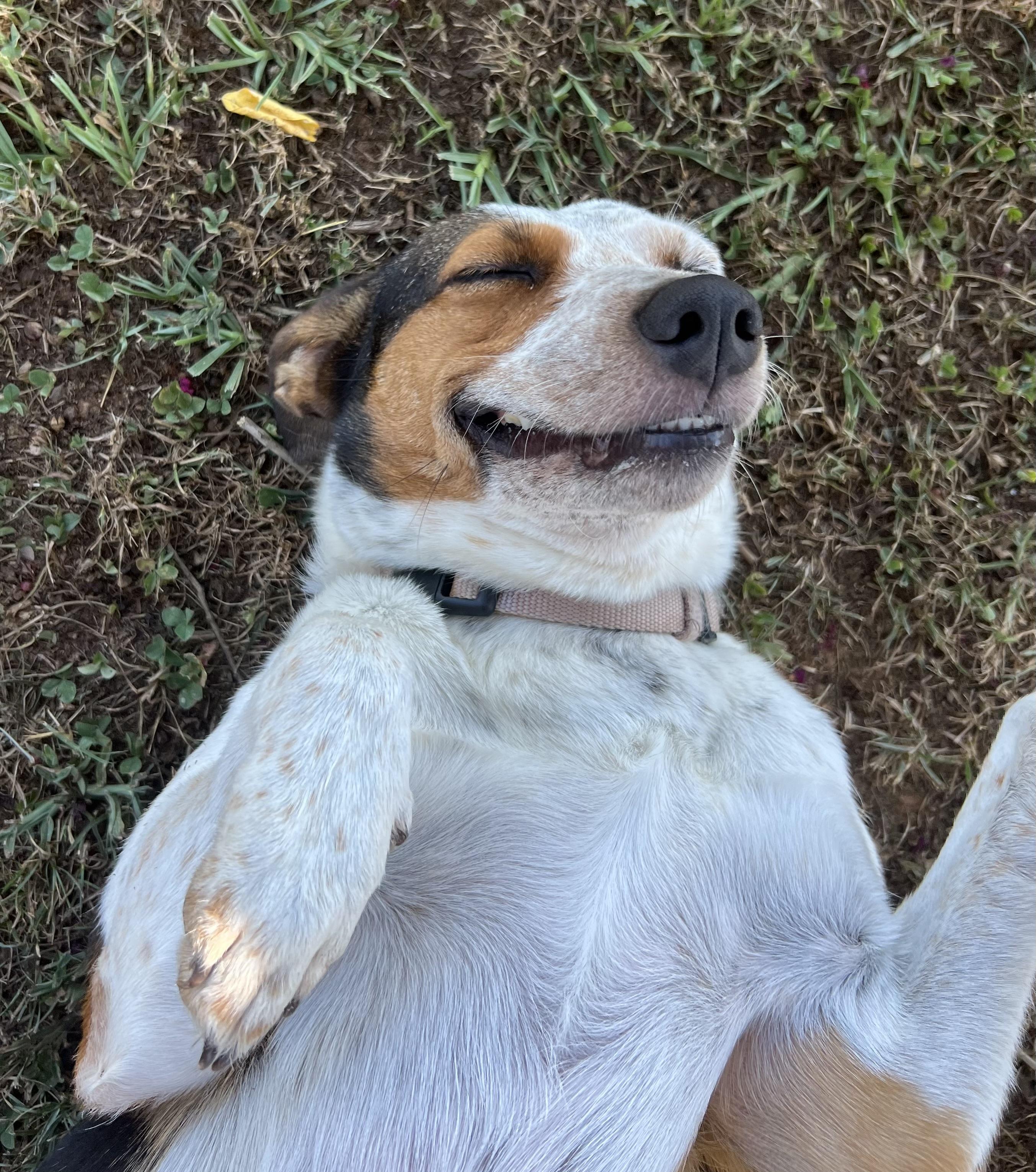 Athena, a Adoptable mixed breed in Woodruff, SC image 4/4