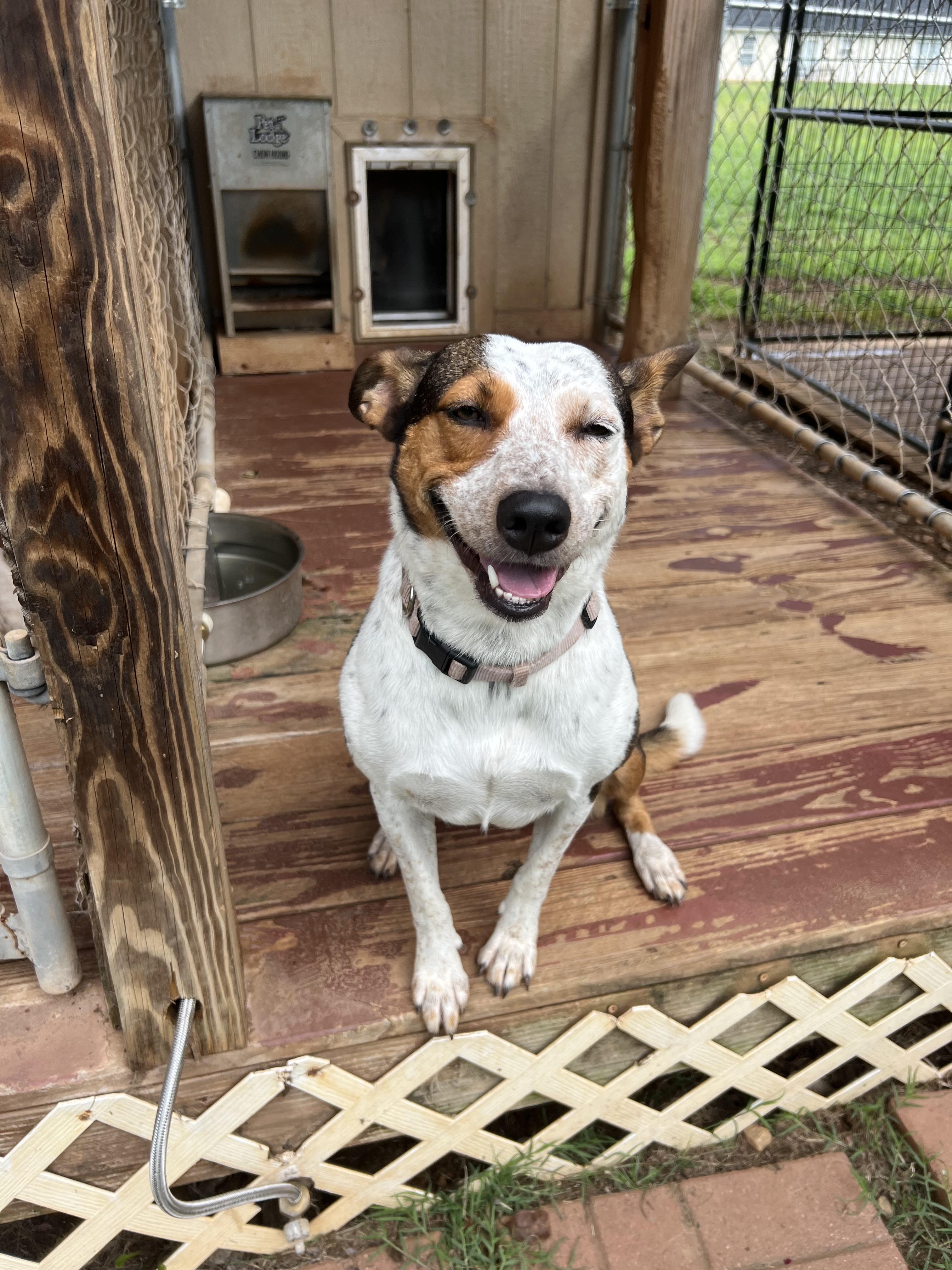 Athena, a Adoptable mixed breed in Woodruff, SC image 3/4