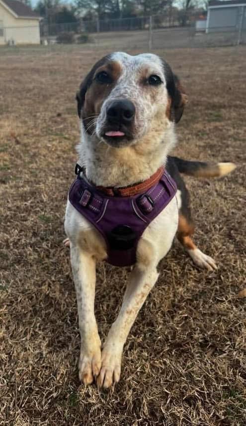 Athena, a Adoptable mixed breed in Woodruff, SC image 1/4