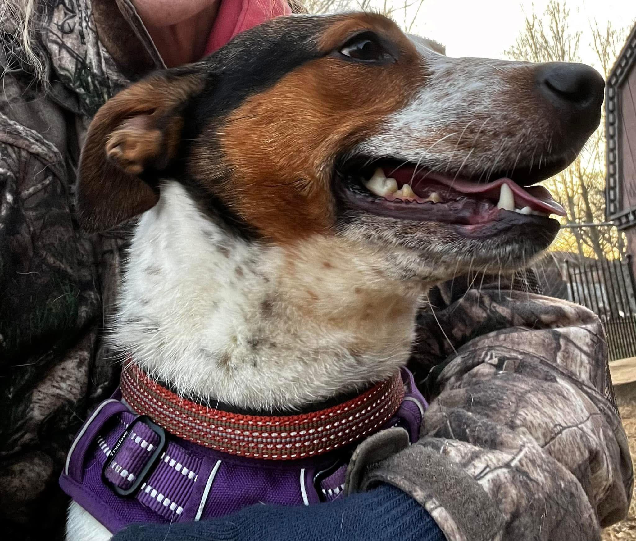 Athena, a Adoptable mixed breed in Woodruff, SC image 2/4