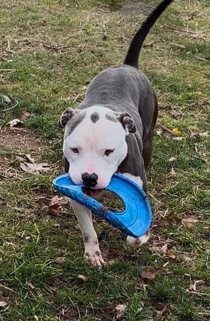 Kane Adorable Chill Boy He is very Loyal and Devoted and Fun, a ADOPTABLE mixed breed in Danbury, CT image 2/6