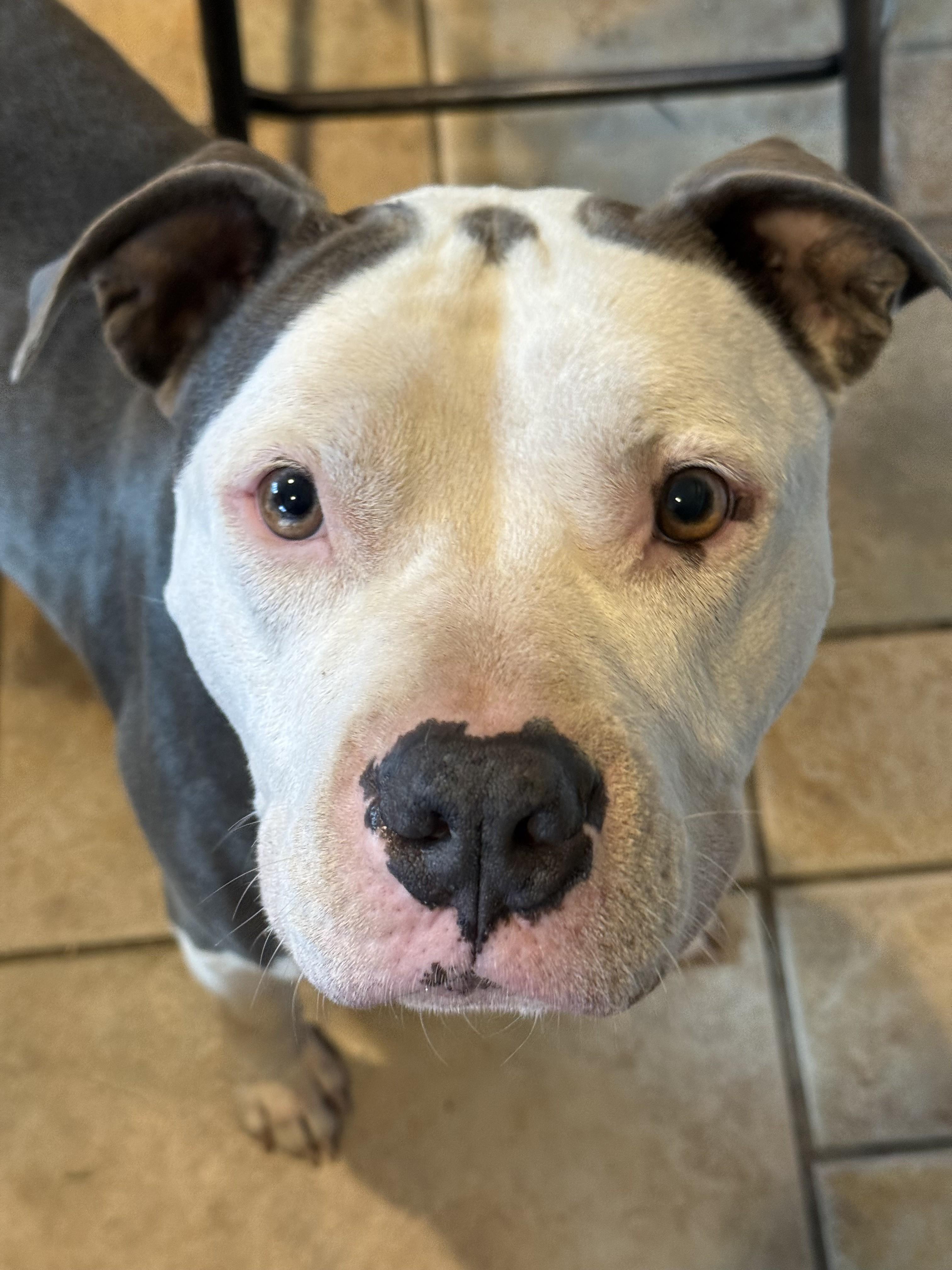 Kane Adorable Chill Boy He is very Loyal and Devoted and Fun, ADOPTABLE, Adult Male American Bulldog.