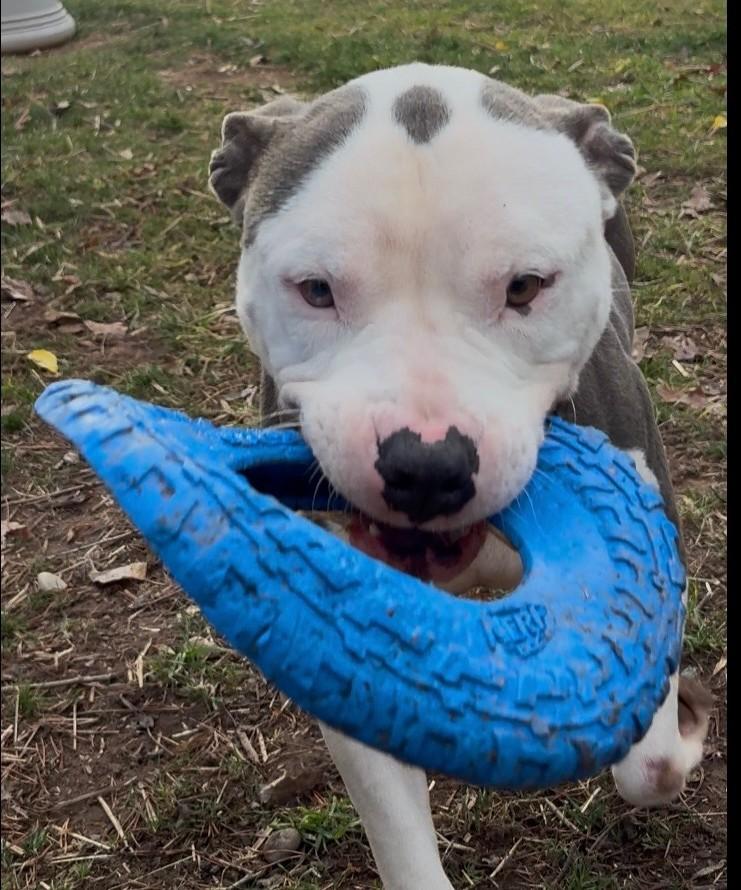 Kane Adorable Chill Boy He is very Loyal and Devoted and Fun, a ADOPTABLE mixed breed in Danbury, CT image 3/6
