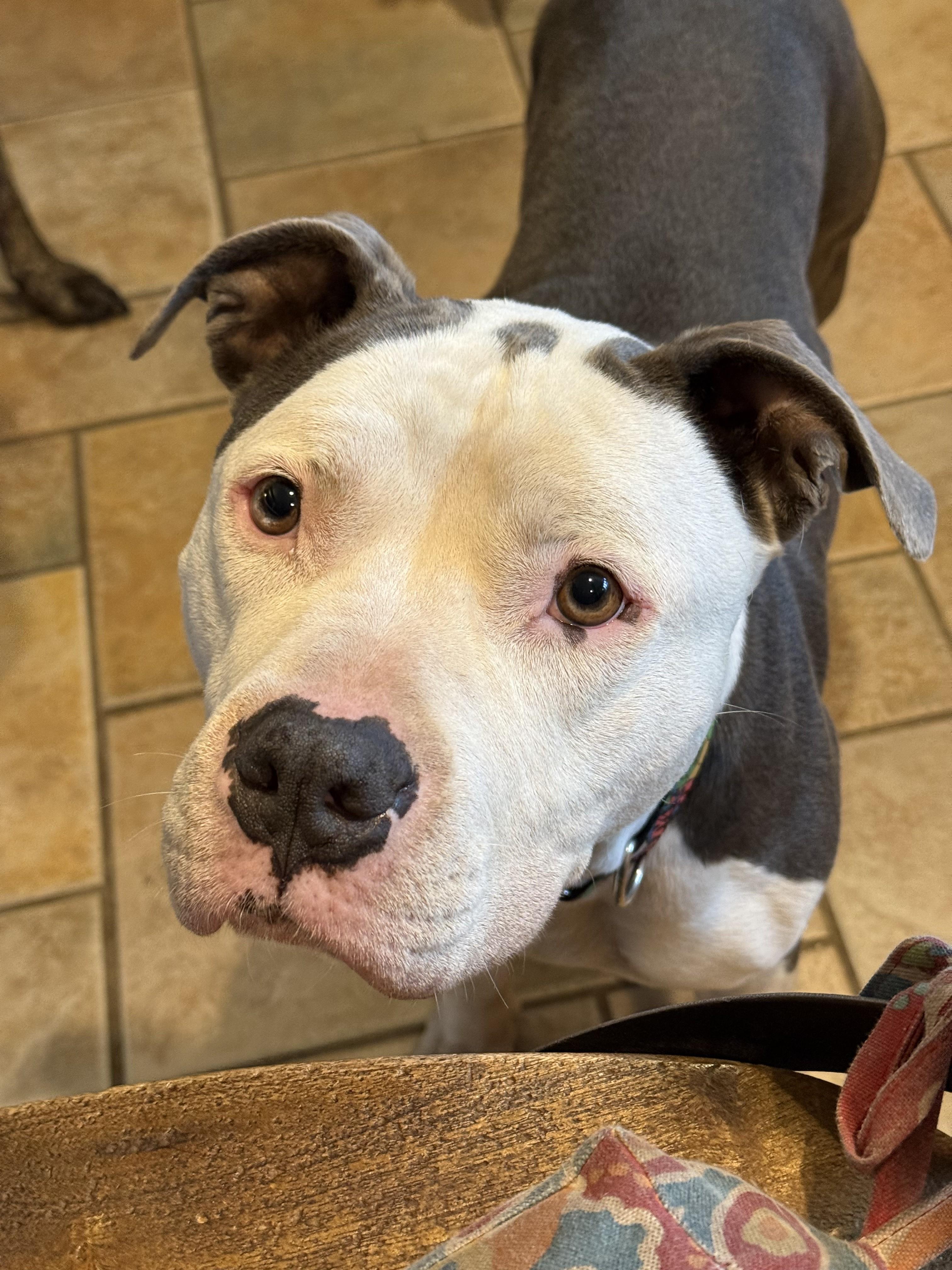 Kane Adorable Chill Boy He is very Loyal and Devoted and Fun, a ADOPTABLE mixed breed in Danbury, CT image 5/6