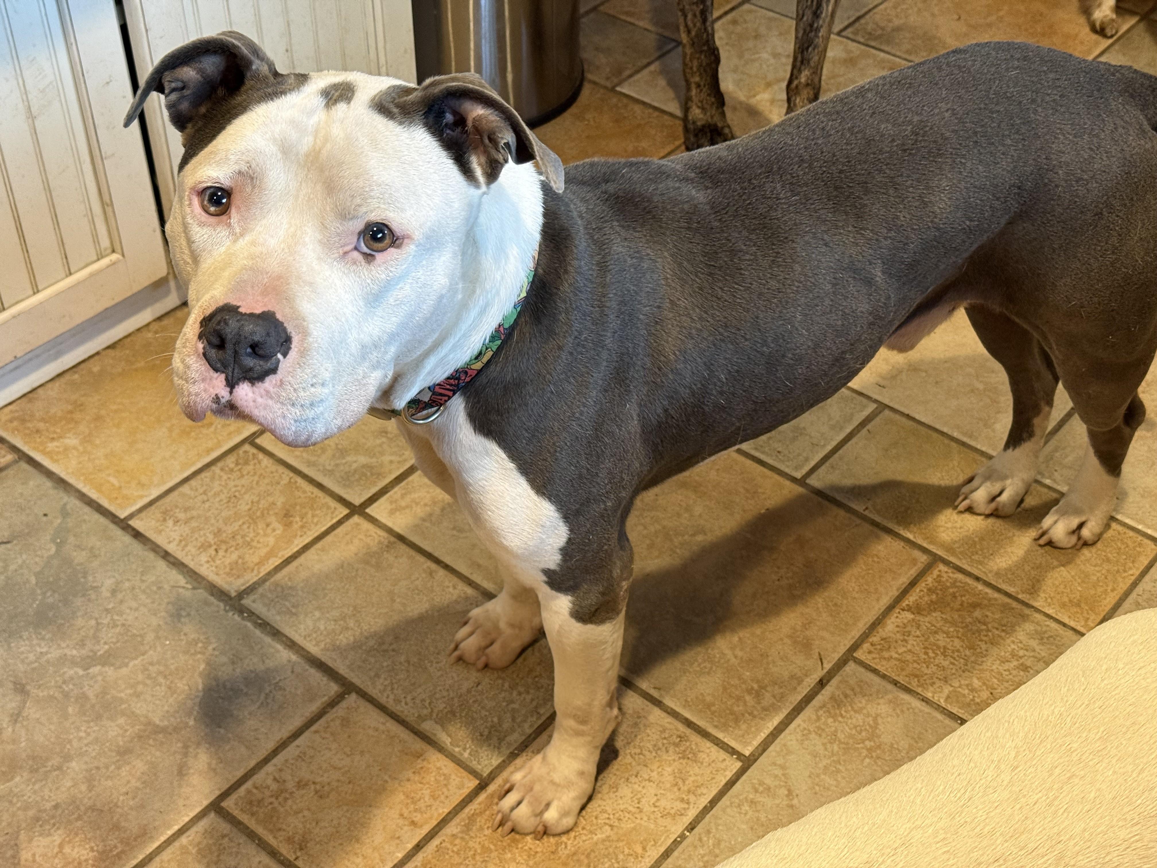 Kane Adorable Chill Boy He is very Loyal and Devoted and Fun, a ADOPTABLE mixed breed in Danbury, CT image 6/6