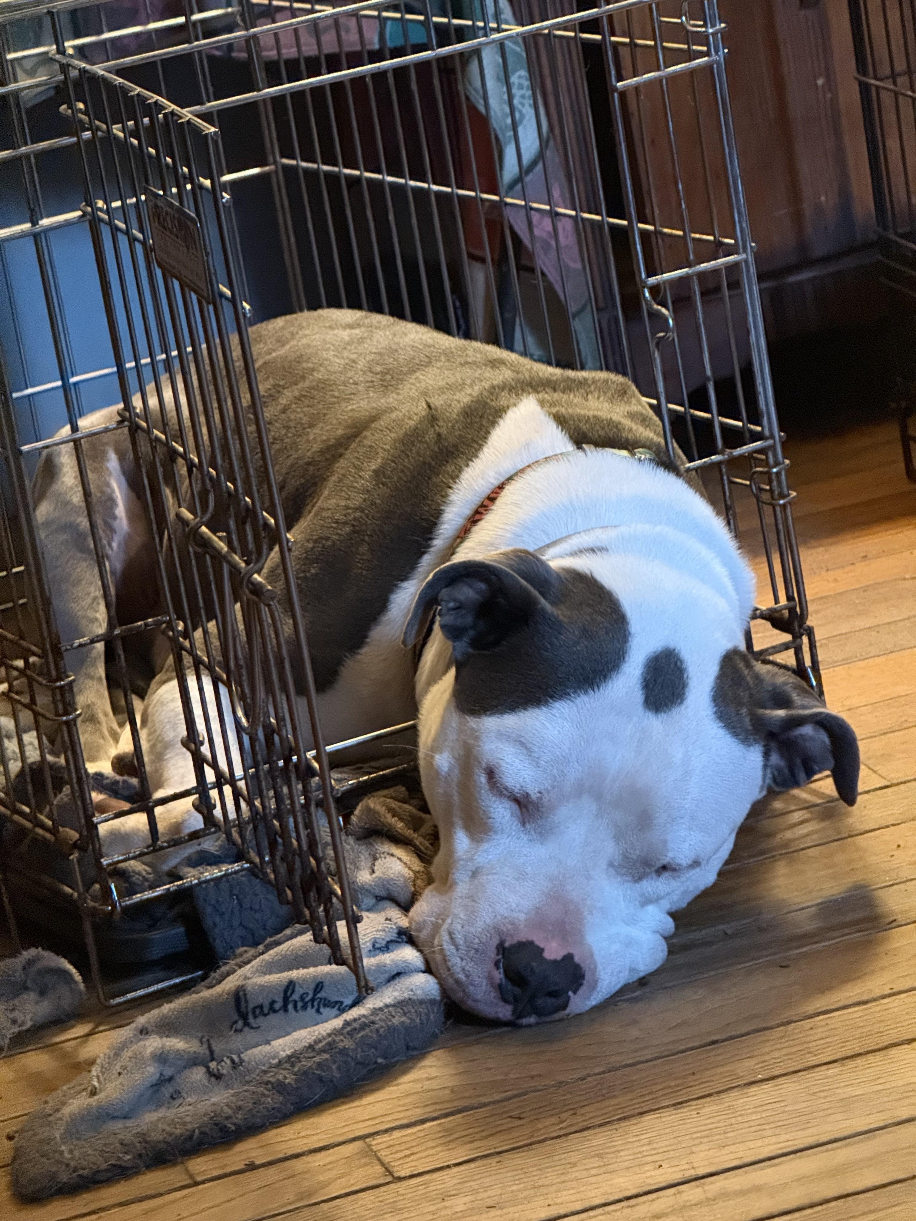 Kane Adorable Chill Boy He is very Loyal and Devoted and Fun, a ADOPTABLE mixed breed in Danbury, CT image 4/6