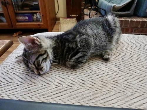 Squeaky, Levittown PS, (FCID 06/09/2025-130)