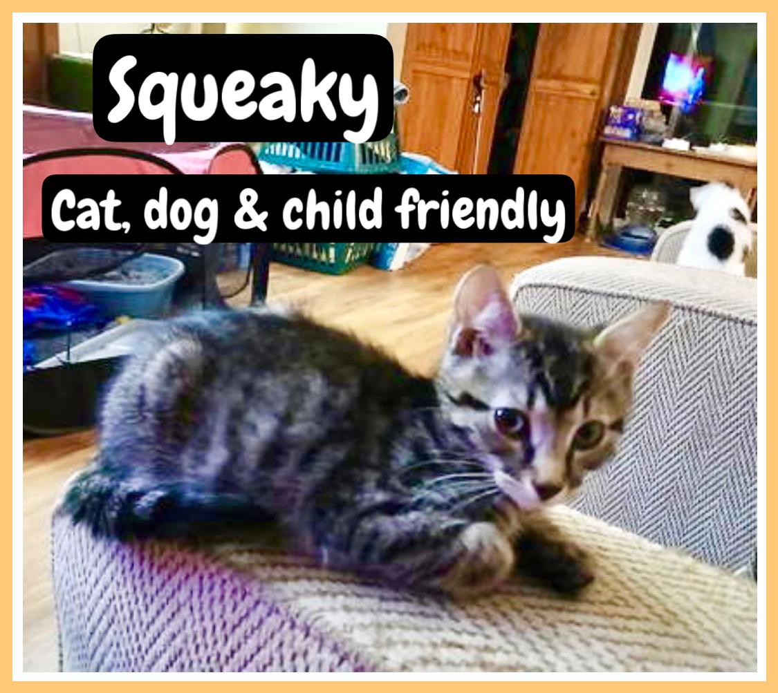 Squeaky, Levittown PS, (FCID 06/09/2025-130)