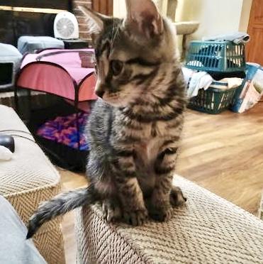 Squeaky, Levittown PS, (FCID 06/09/2025-130)