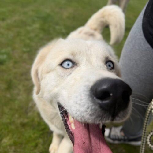 Potato, a Adoptable mixed breed in Hawkestone, ON image 1/5