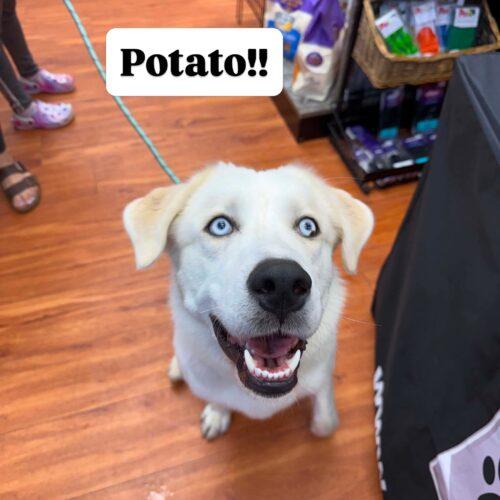 Potato, a Adoptable mixed breed in Hawkestone, ON image 2/5