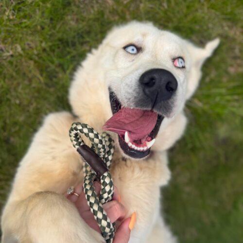 Potato, a Adoptable mixed breed in Hawkestone, ON image 3/5