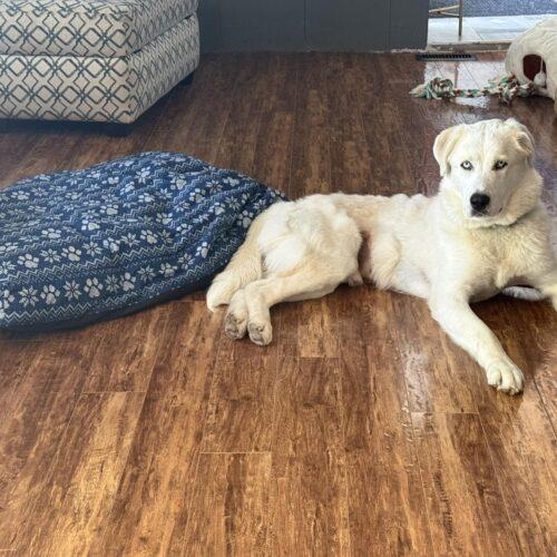 Potato, a Adoptable mixed breed in Hawkestone, ON image 4/5