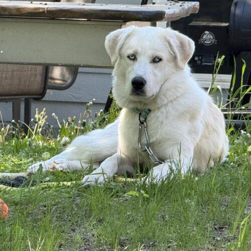 Potato, a Adoptable mixed breed in Hawkestone, ON image 5/5