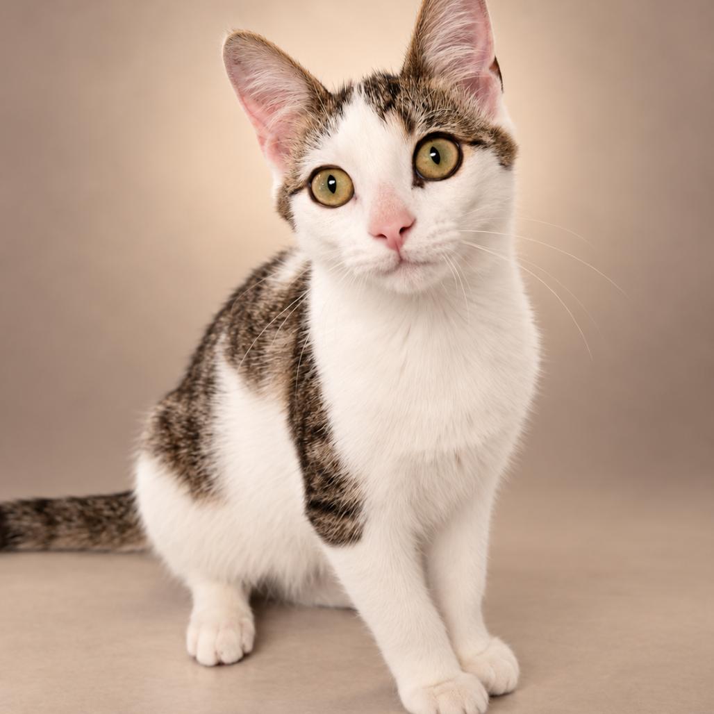 Enlarge Neuter, a Adoptable Domestic Short Hair in Newport, TN image 2/4