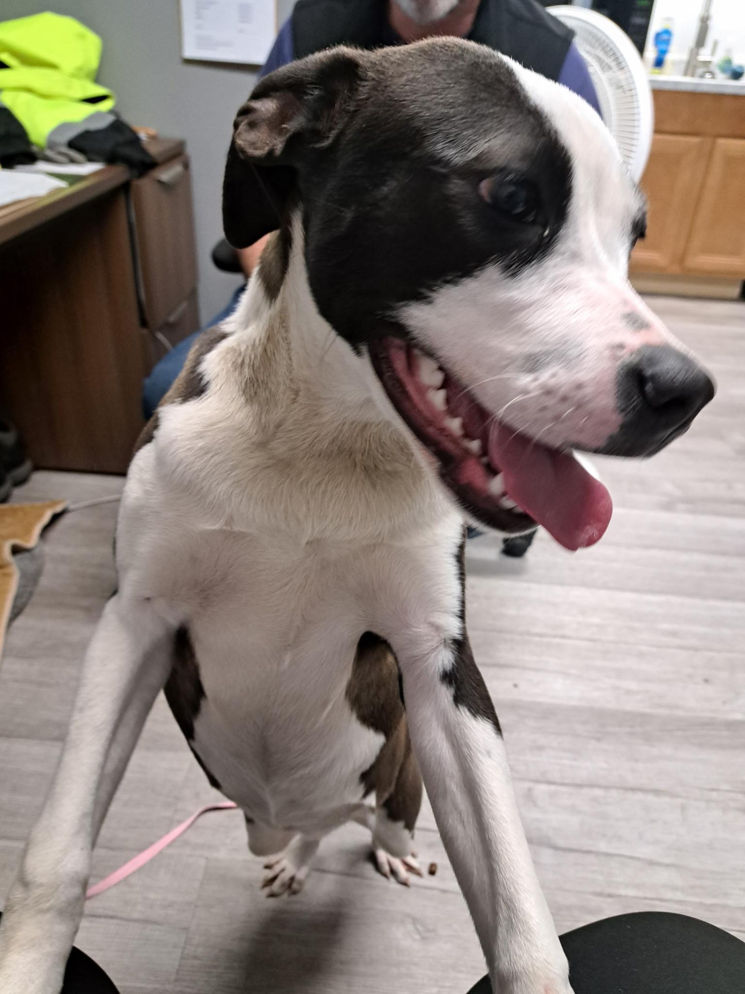 Enlarge FAITH, a ADOPTABLE mixed breed in Paris , TN image 1/1