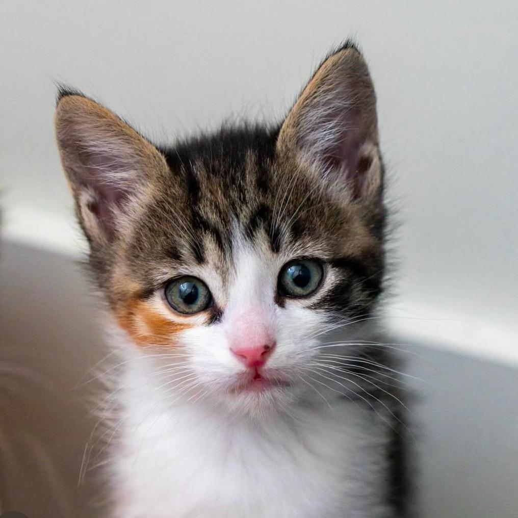 Mediation, Adoptable, Kitten Male Domestic Short Hair.