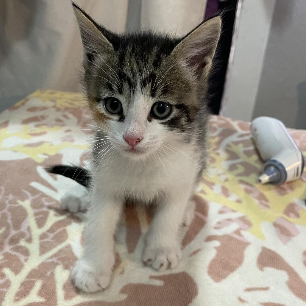 Enlarge Mediation, a Adoptable Domestic Short Hair in Los Angeles, CA image 2/6