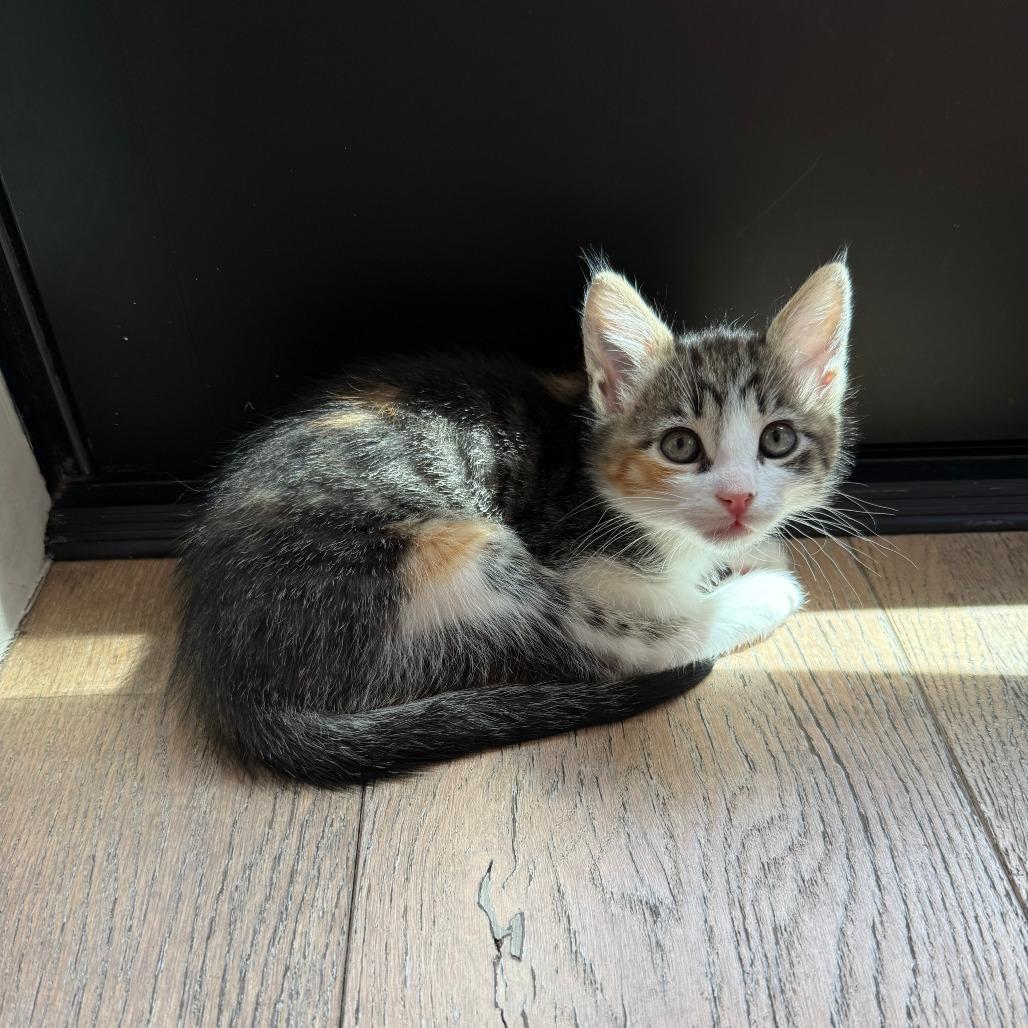 Enlarge Mediation, a Adoptable Domestic Short Hair in Los Angeles, CA image 3/6