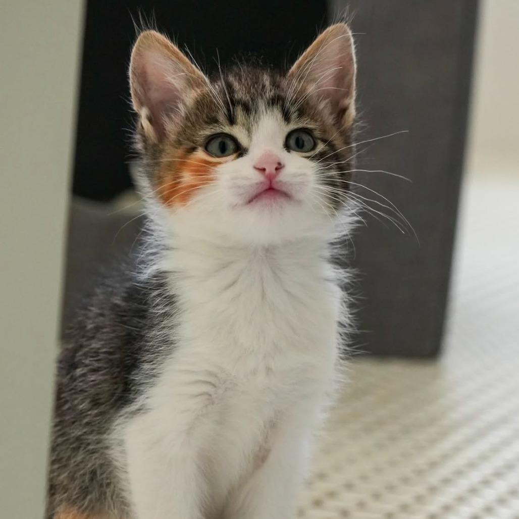 Enlarge Mediation, a Adoptable Domestic Short Hair in Los Angeles, CA image 4/6