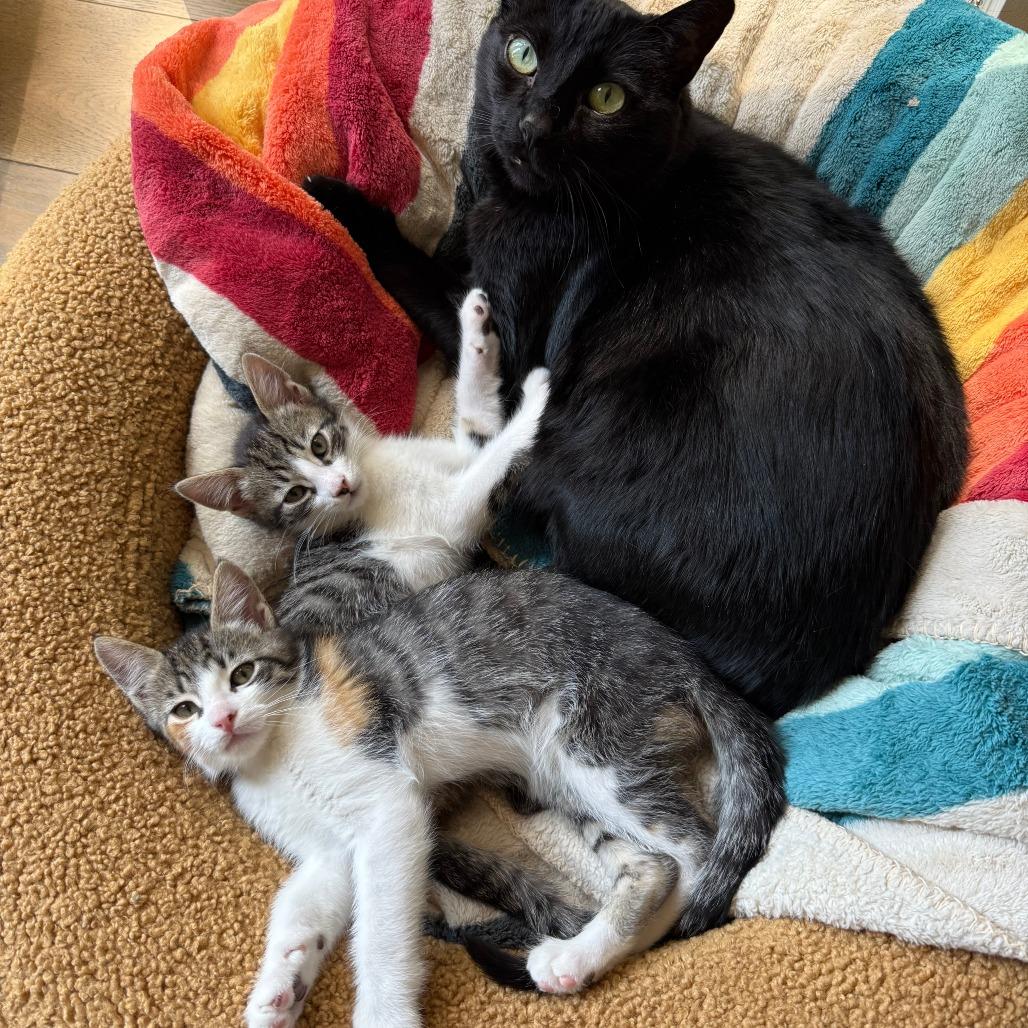 Enlarge Mediation, a Adoptable Domestic Short Hair in Los Angeles, CA image 5/6