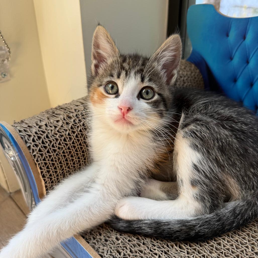 Enlarge Mediation, a Adoptable Domestic Short Hair in Los Angeles, CA image 6/6