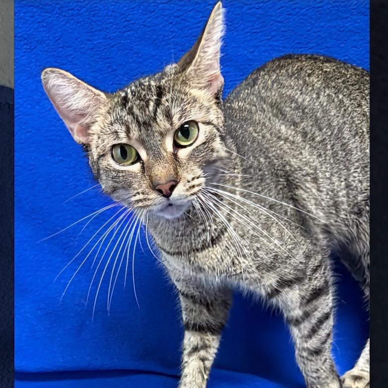 Falcon, adoptable, Young Female Domestic Short Hair.