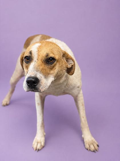 Enlarge Brenda Sue, a Adoptable mixed breed in Bowling Green, KY image 2/3