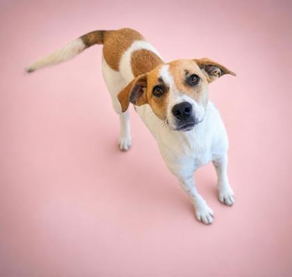 Enlarge Brenda Sue, a Adoptable mixed breed in Bowling Green, KY image 3/3