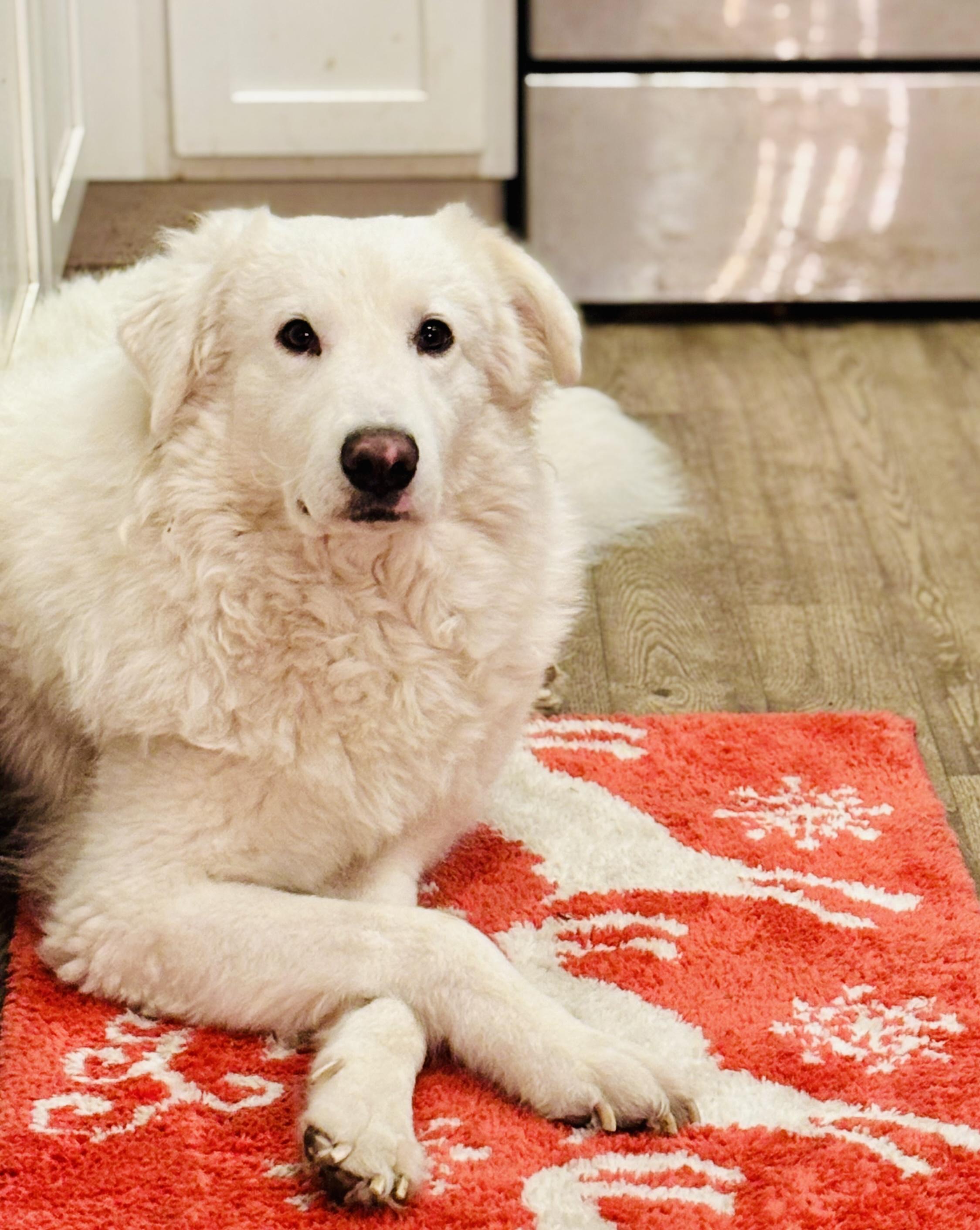 Tilly - Pyr Bridge Program, ADOPTABLE, Adult Female Great Pyrenees.