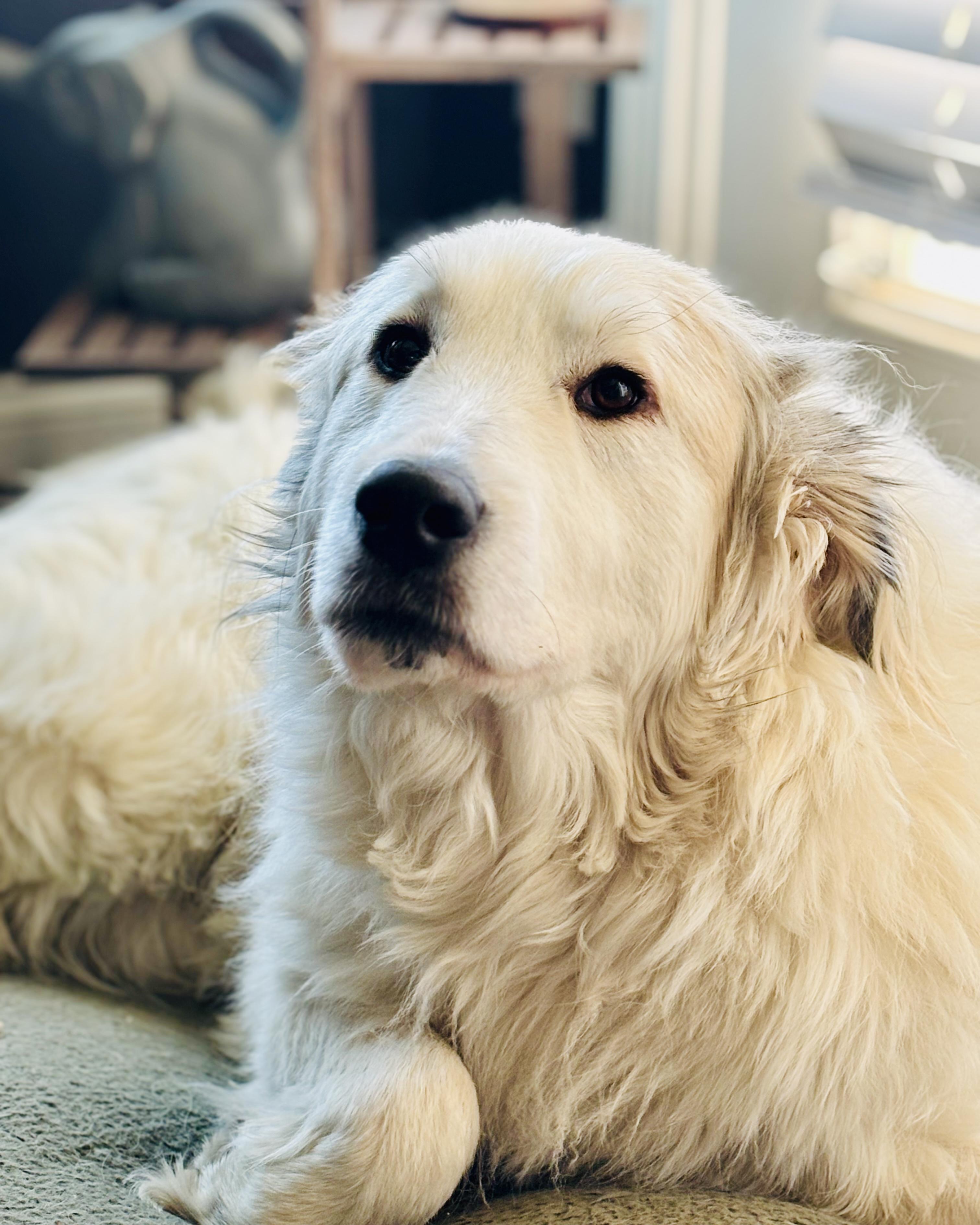 Enlarge Tilly - Pyr Bridge Program, a ADOPTABLE Great Pyrenees in Spartanburg, SC image 3/5