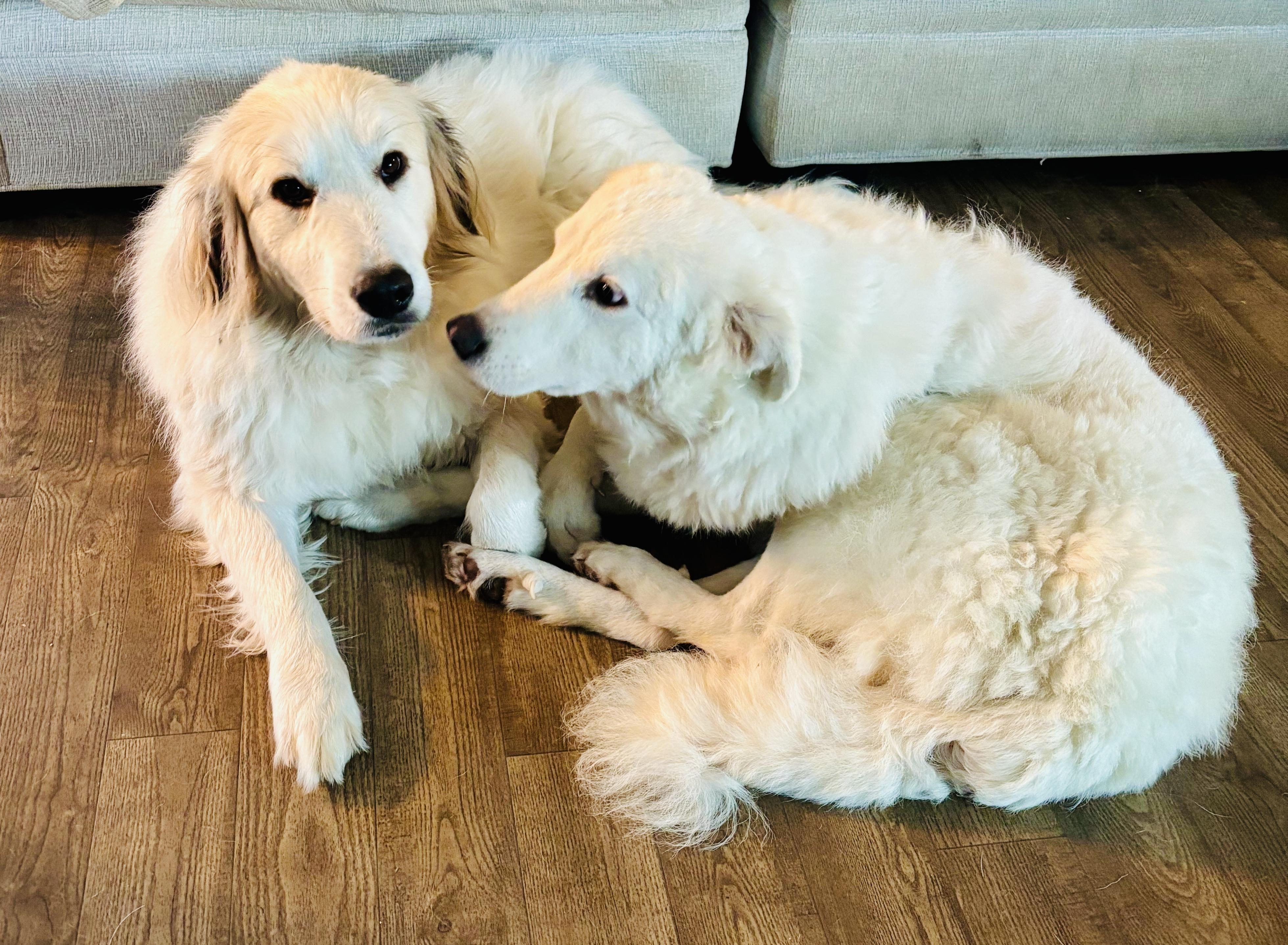 Enlarge Tilly - Pyr Bridge Program, a ADOPTABLE Great Pyrenees in Spartanburg, SC image 5/5