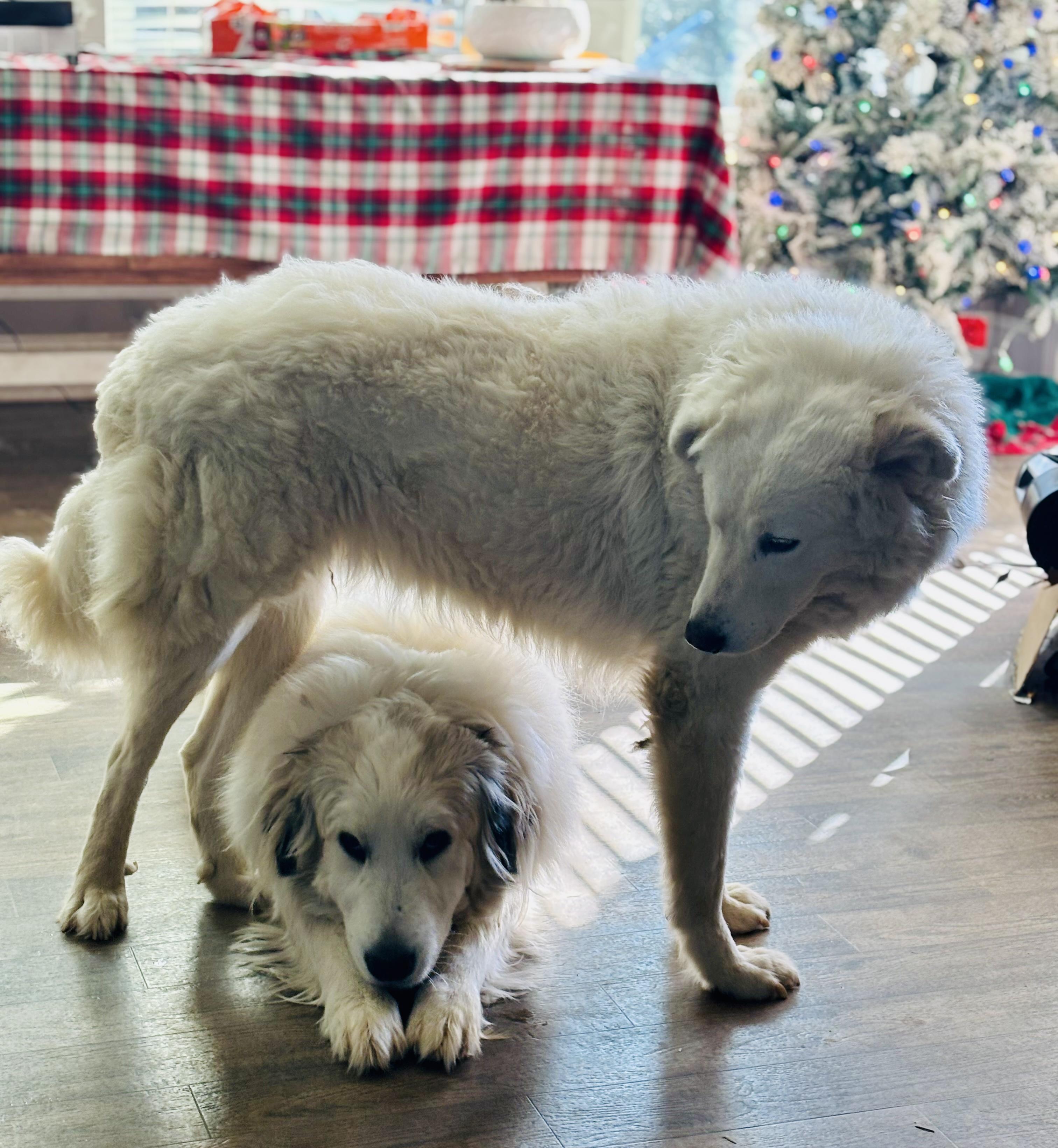 Enlarge Tilly - Pyr Bridge Program, a ADOPTABLE Great Pyrenees in Spartanburg, SC image 4/5