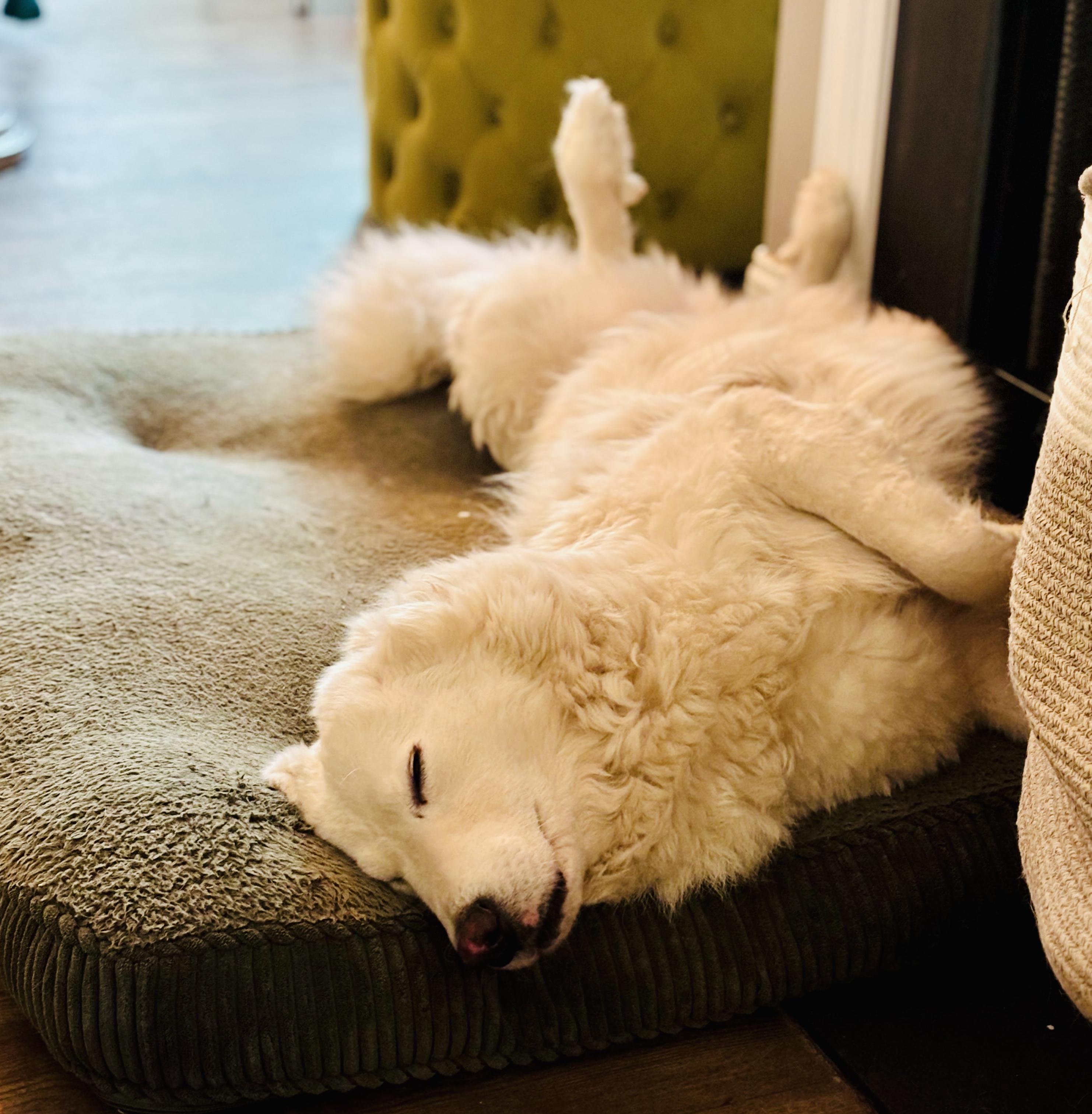 Enlarge Tilly - Pyr Bridge Program, a ADOPTABLE Great Pyrenees in Spartanburg, SC image 2/5