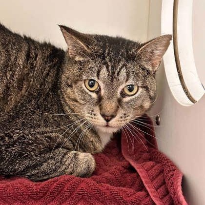 Enlarge Silverfish, a Adoptable Domestic Short Hair in Springfield, MO image 1/2