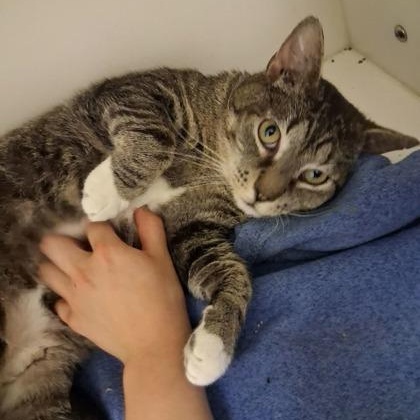 Enlarge Silverfish, a Adoptable Domestic Short Hair in Springfield, MO image 2/2
