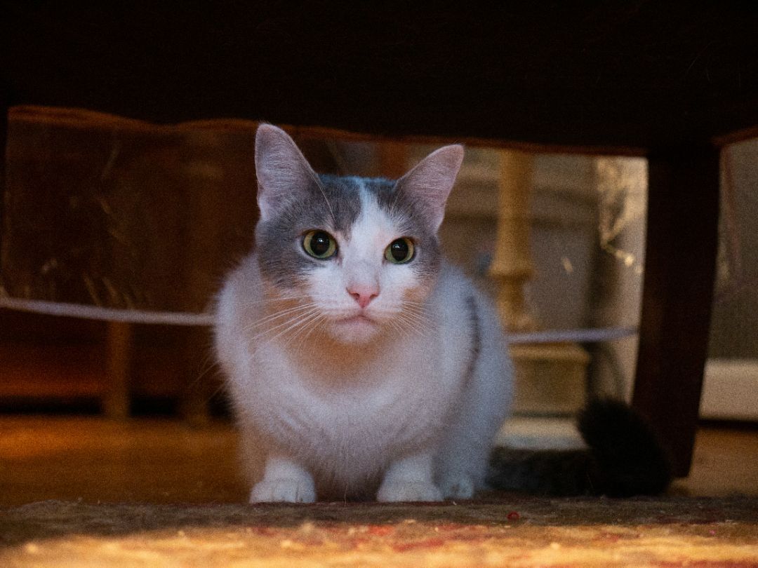 Enlarge Karma, a Adoptable Domestic Short Hair in Springfield, PA image 1/12