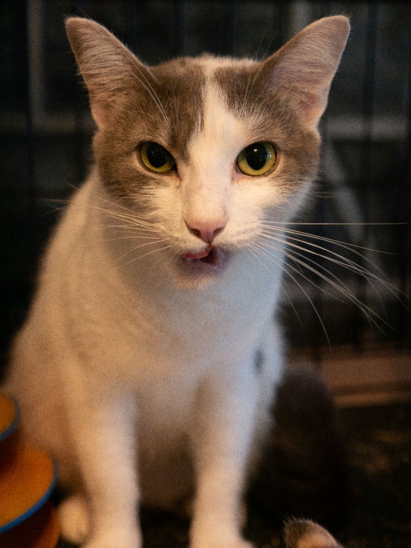 Enlarge Karma, a Adoptable Domestic Short Hair in Springfield, PA image 2/12