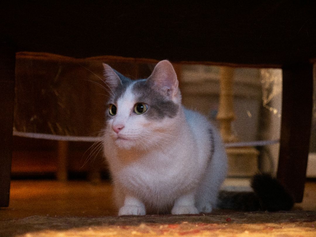 Enlarge Karma, a Adoptable Domestic Short Hair in Springfield, PA image 3/12