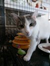 Enlarge Karma, a Adoptable Domestic Short Hair in Springfield, PA image 4/12