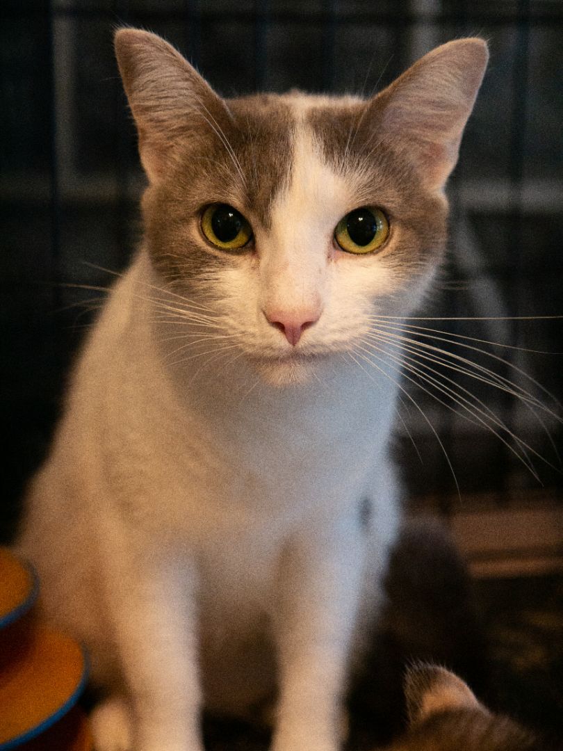 Enlarge Karma, a Adoptable Domestic Short Hair in Springfield, PA image 6/12