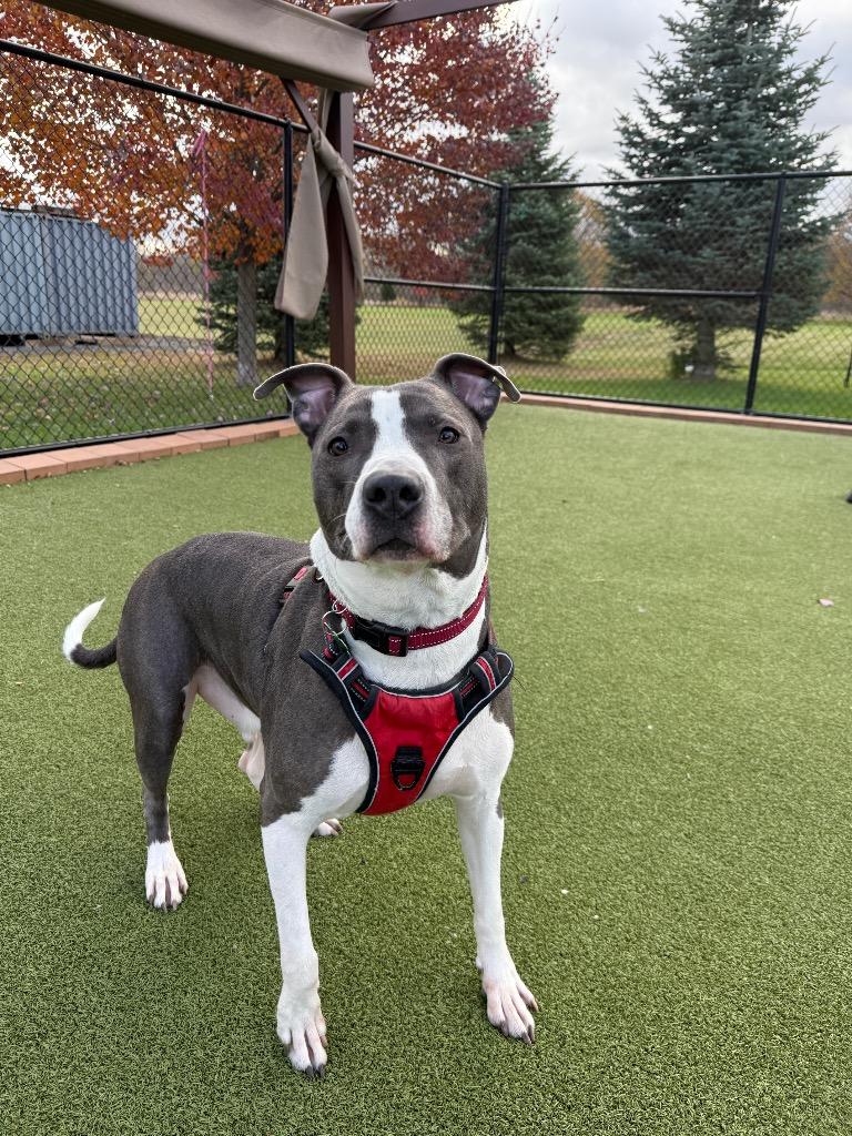 Tank, a Adoptable mixed breed in North Syracuse, NY image 1/5