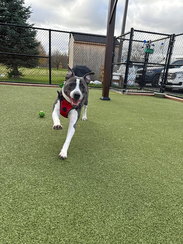 Tank, a Adoptable mixed breed in North Syracuse, NY image 2/5
