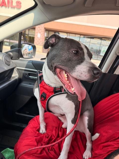 Tank, a Adoptable mixed breed in North Syracuse, NY image 3/5