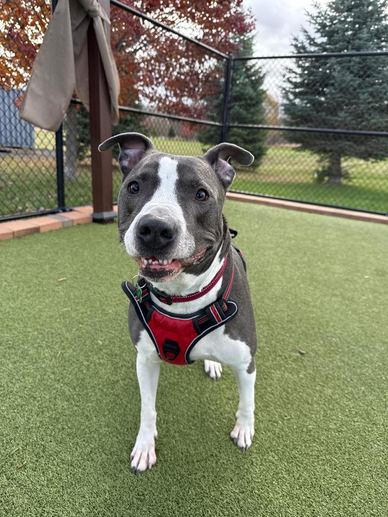 Tank, a Adoptable mixed breed in North Syracuse, NY image 4/5