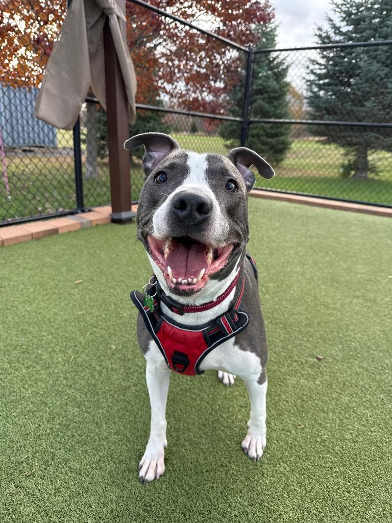 Tank, a Adoptable mixed breed in North Syracuse, NY image 5/5
