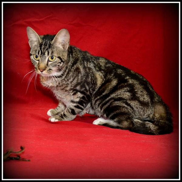 Enlarge Abby, a Adoptable mixed breed in Houston, TX image 1/2