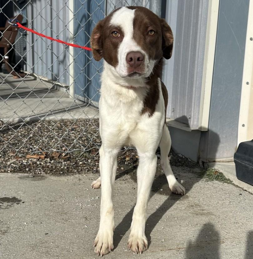 Enlarge 60079457, a ADOPTABLE mixed breed in Elko, NV image 1/1
